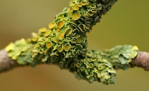 信息論視角下的生物個(gè)體 生物學(xué)的探索與啟示